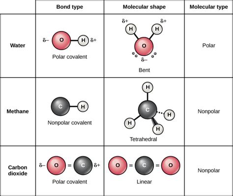 Covalent Bonds Biology For Majors I