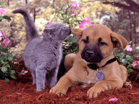 Cute Cat And Dog Playing In The Park Wallpapers Hd Desktop And Mobile Backgrounds