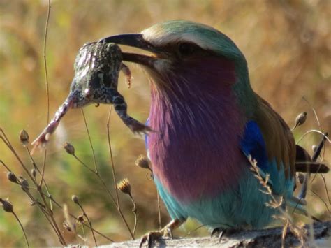 Lilac Breasted Roller Birdlife Wild Safari Guide