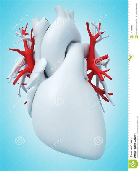 The Pulmonary Veins Stock Illustration Illustration Of Anatomical