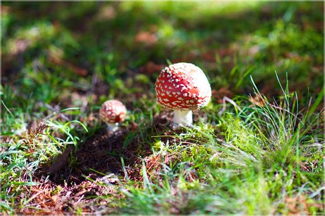 Magic Mushrooms Mt Wilson Blue Mountains Australia Ap Flickr