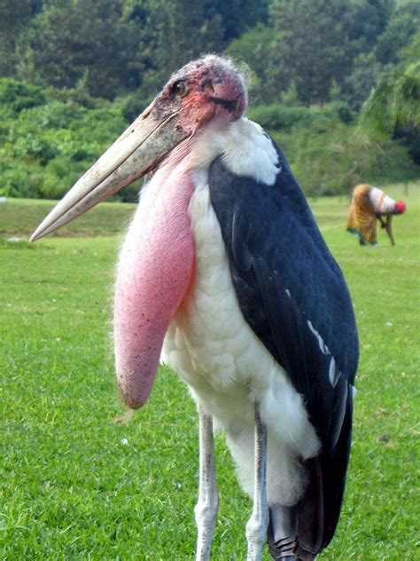3 Marabou Stork The Seven Largest Birds In Terms Of Wingspan