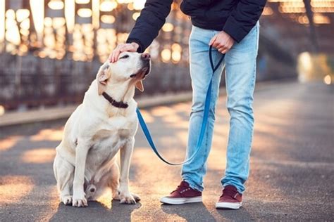 ¿cómo Escoger Al Mejor Cuidador Para Tu Perro Hunde Hundeverhalten