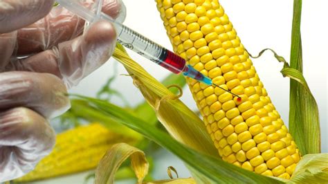 The Controversy On Genetically Modified Corn By Charlotte Brown Medium