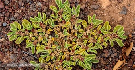 Descubriendo Los Secretos De La Planta Pata De Camello Explora Lanzarote