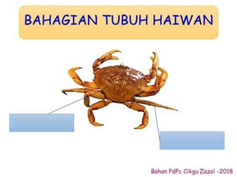 Manusia dianugerahi oleh allah ﷻ anggota tubuh yang lengkap. Tuisyen Individu Home Tuition #1 Kelantan: JOM BELAJAR ...