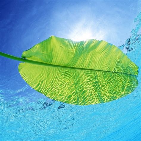 Flower summer ipad wallpapers top free 2248×2248. 25 Summer iPad Wallpapers