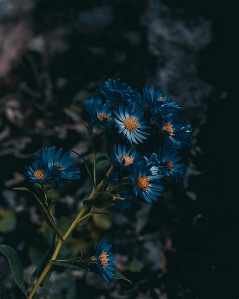 Blue Flower Wallpaper Nawpic