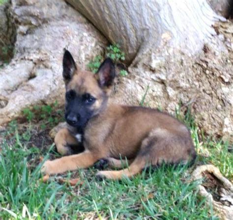 Beautiful litter of 8 akc german shepherd puppies available. BELGIAN MALINOIS PUPPIES *** for Sale in San Diego ...