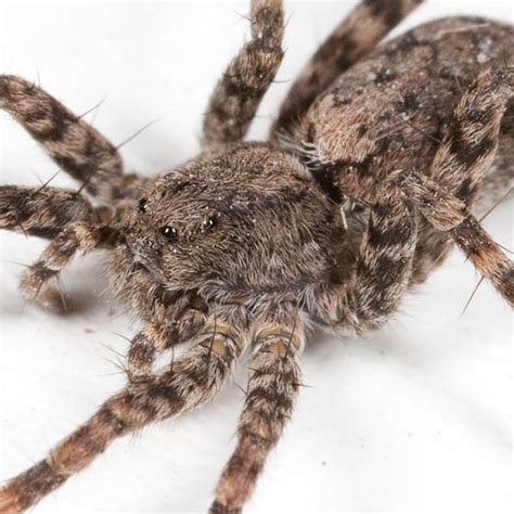 Brown Furry Spider Pardosa Xerampelina Bugguidenet