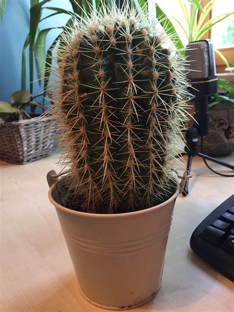 watering - What's wrong with this cactus? - Gardening & Landscaping ...