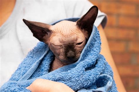 How To Bathe A Sphynx Cat 8 Vet Reviewed Tips And Advice Excited Cats