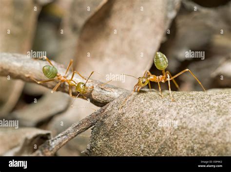Australian Green Tree Ants Defending Their Nest Stock Photo Alamy