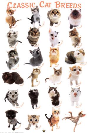 Bali Land & Villa: Cat Breeds
