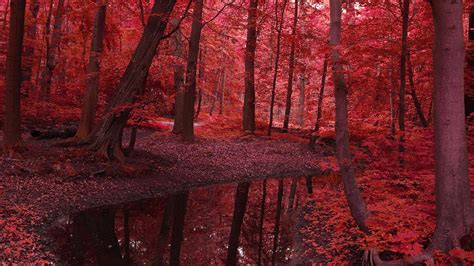 Red Trees Autumn Road Beautiful Hd Wallpaper Hd Nature Wallpaper