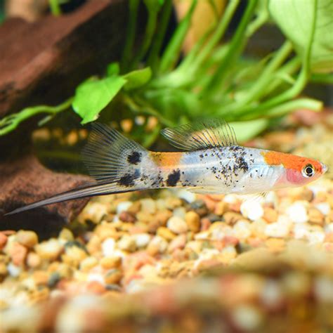 Tricolor Swordtail Tropical Fish For Freshwater Aquariums At Liveaquaria