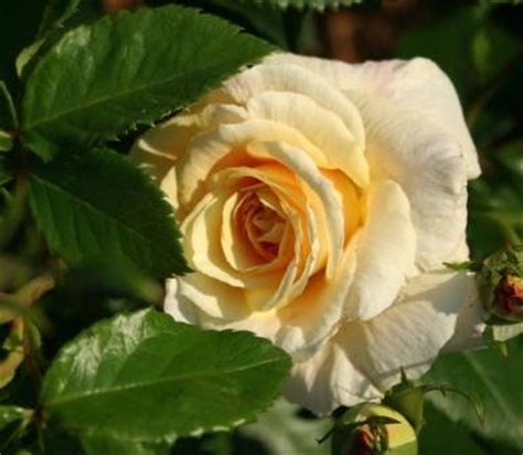 When to plant griffith buck roses in iowa? Garden Musings: Griffith Buck Roses for the Midwest
