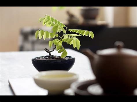 This is the story of mr. Easy bonsai - YouTube