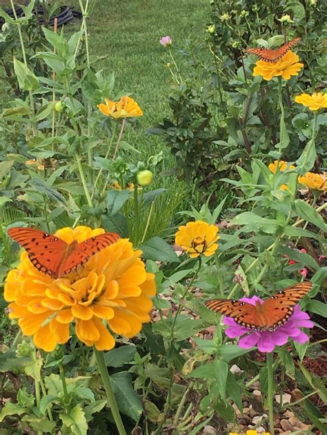 Maybe you would like to learn more about one of these? Dahlias and Zinnias in a Florida Flower Garden - Garden of ...