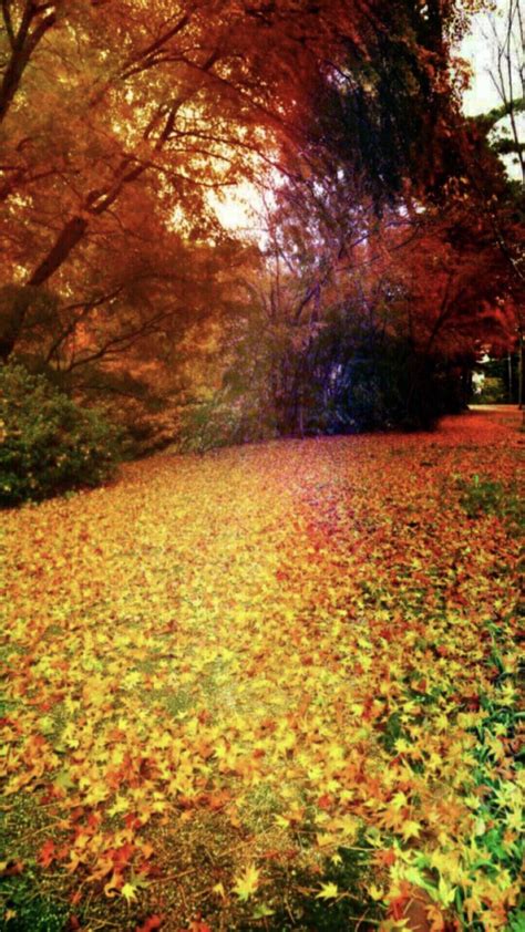 Autumn Leaves Fallen Leaves Wallpapersc Iphone8plus