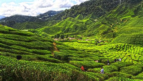 Other things to see and do in the cameron highlands. Pahang Darul Makmur " The Abode of Tranquility ...