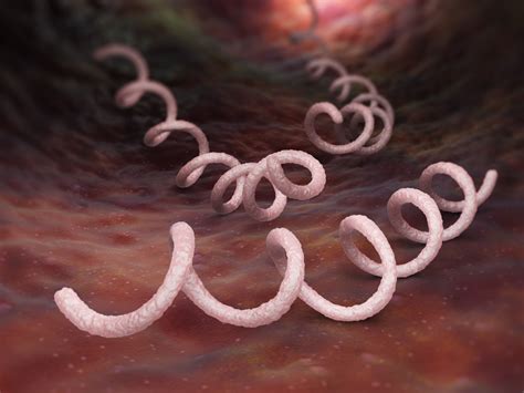 Syphilis fact sheet from cdc. CDC Syphilis Summit: Issues in Diagnosis and Management ...