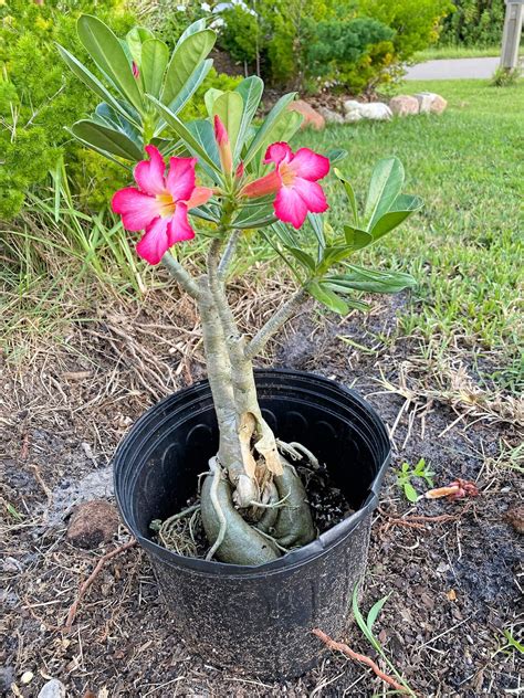 Roses Of The Desert Uf Ifas Extension Charlotte County