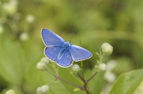 Butterfly Numbers Still ‘worryingly Low In 2022 Despite Good Weather