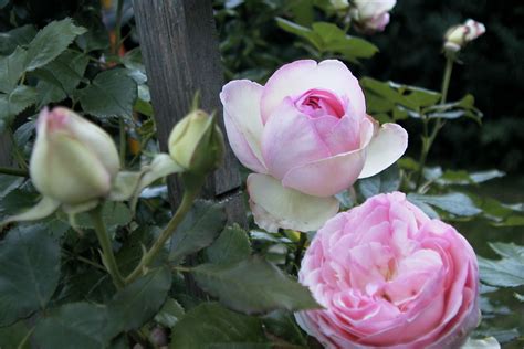 How High Does An Eden Climbing Rose Grow Garden Guides