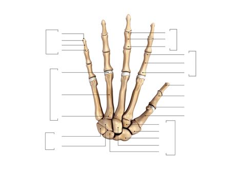 Huesos De La Mano Para Imprimir Gratis Paraimprimirgratis Com Anatomia