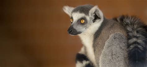 Naturzoo Rheine Lemur Conservation Network