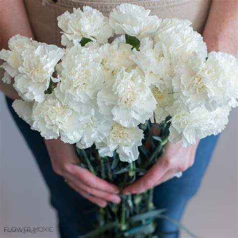 White Carnations Bulk Fresh Diy Wedding Flowers Flower Moxie