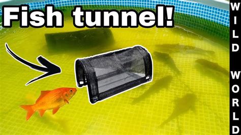 Diy Building Fish Tunnel For Massive Catfish Youtube