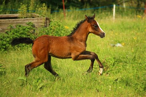 How To Recognise When Your Horse Is Approaching Foaling By Team