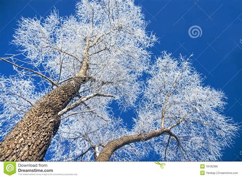 Winter Wood Stock Photo Image Of Nature Frozen Landscaped 18182386