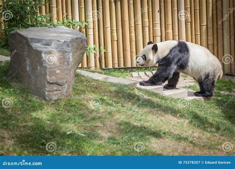 Panda Enclosure At The Toronto Zoo Enjoy The Sun On The Rocks Stock