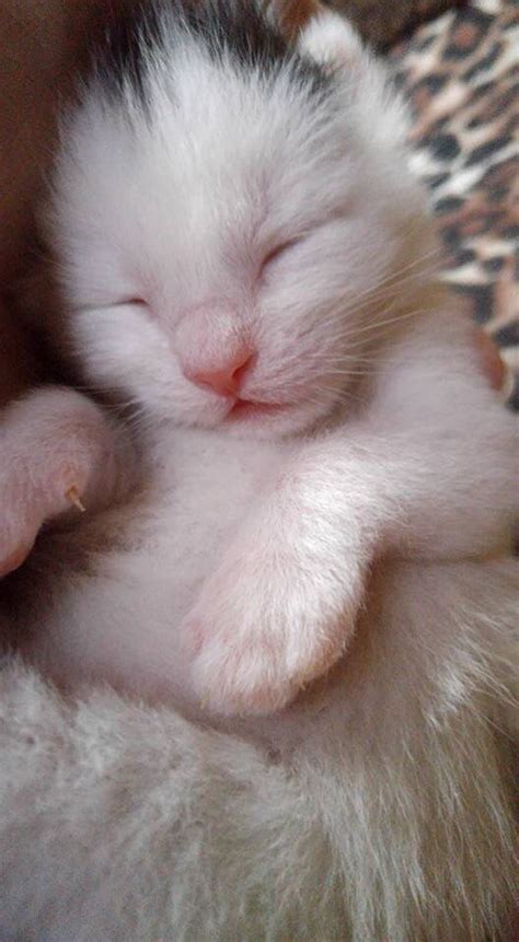 White Newborn Kitten White Kittens Newborn Kittens Kittens