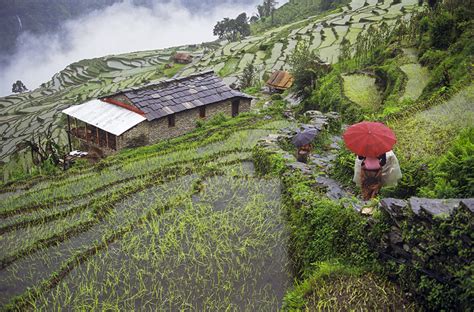 Banyak infrastruktur dibina bagi memastikan pengeluaran padi terjamin. Rumput Ajaib Sumber Makanan Manusia - Padi (Oryza sativa ...