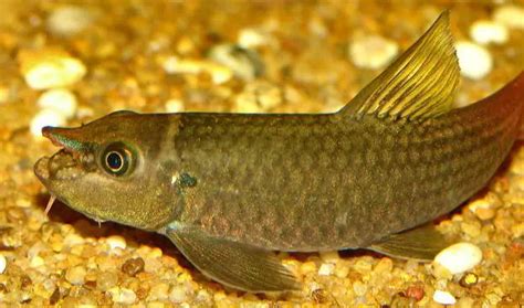 Garra Sp ‘redtail Burmese Red Tailed Garra — Seriously Fish