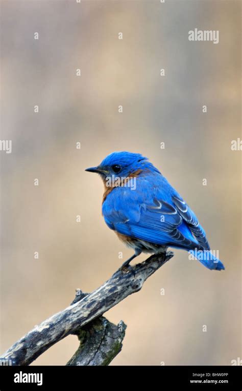 Bluebird Songbird Bird Avian Hi Res Stock Photography And Images Alamy