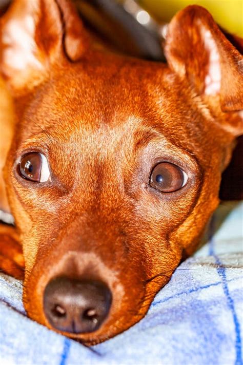 Dog Breed Miniature Pinscher Lying On The Carpet Stock Photo Image Of