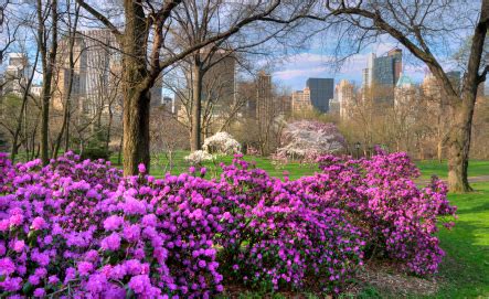 Getting the park ready for the. Top Ten Spring Flower Spots In Central Park - Central Park