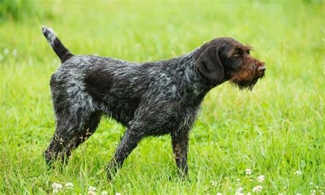 $1700.00 christiana, pa german shorthaired pointer puppy. Latest Veterinary News on our Blog | Atlantic Street