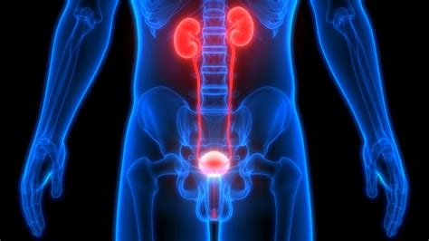Urinary System Definition Function And Organs Biology Dictionary