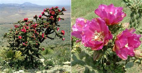 She will love them when she sees them they will lose her if they follow and she only means to please them and her heart is full and hollow like a cactus tree. Cylindropuntia imbricata (Tree Cholla) | World of Succulents