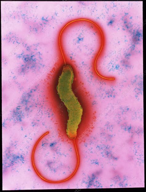 Campylobacter Jejuni Bacterium Stock Image B2201014 Science