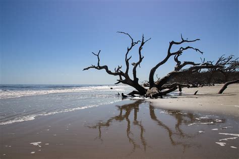 Driftwood Beach Jekyll Island Georgia Simon Foot Flickr