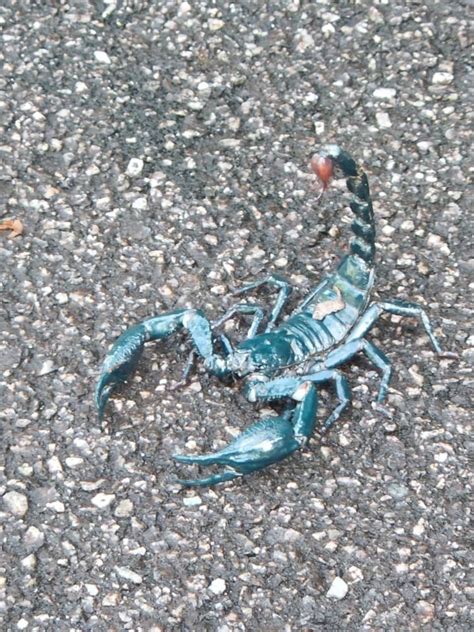 Giant Blue Scorpion From Kampung Pasir Baru Kuala Lumpur Kl My On