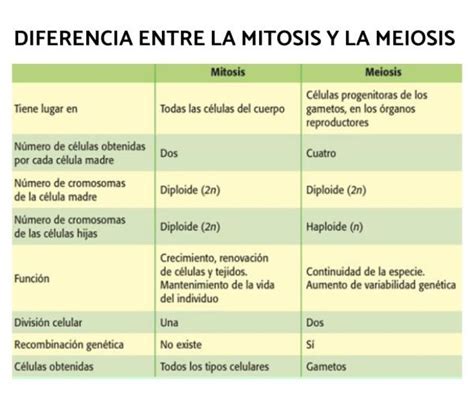 Diferencia Entre Mitosis Y Meiosis Resumen Y Esquemas