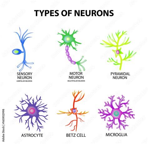 Neuronas Y Sus Partes